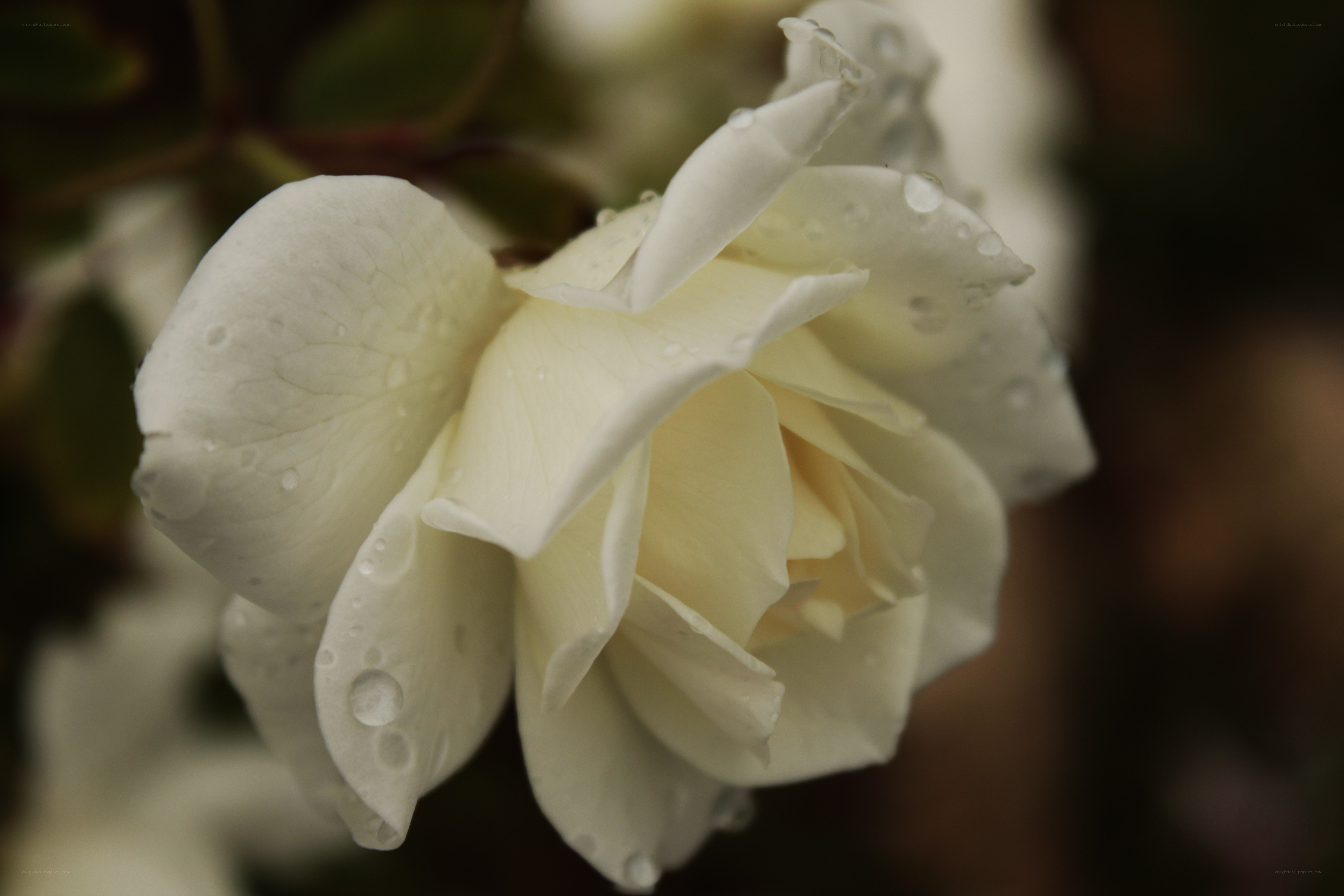 White rose with water droplets
