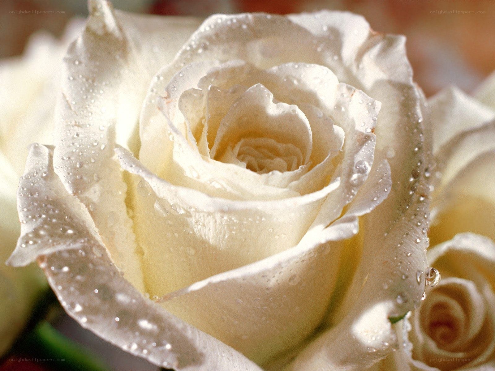 White rose with water droplets