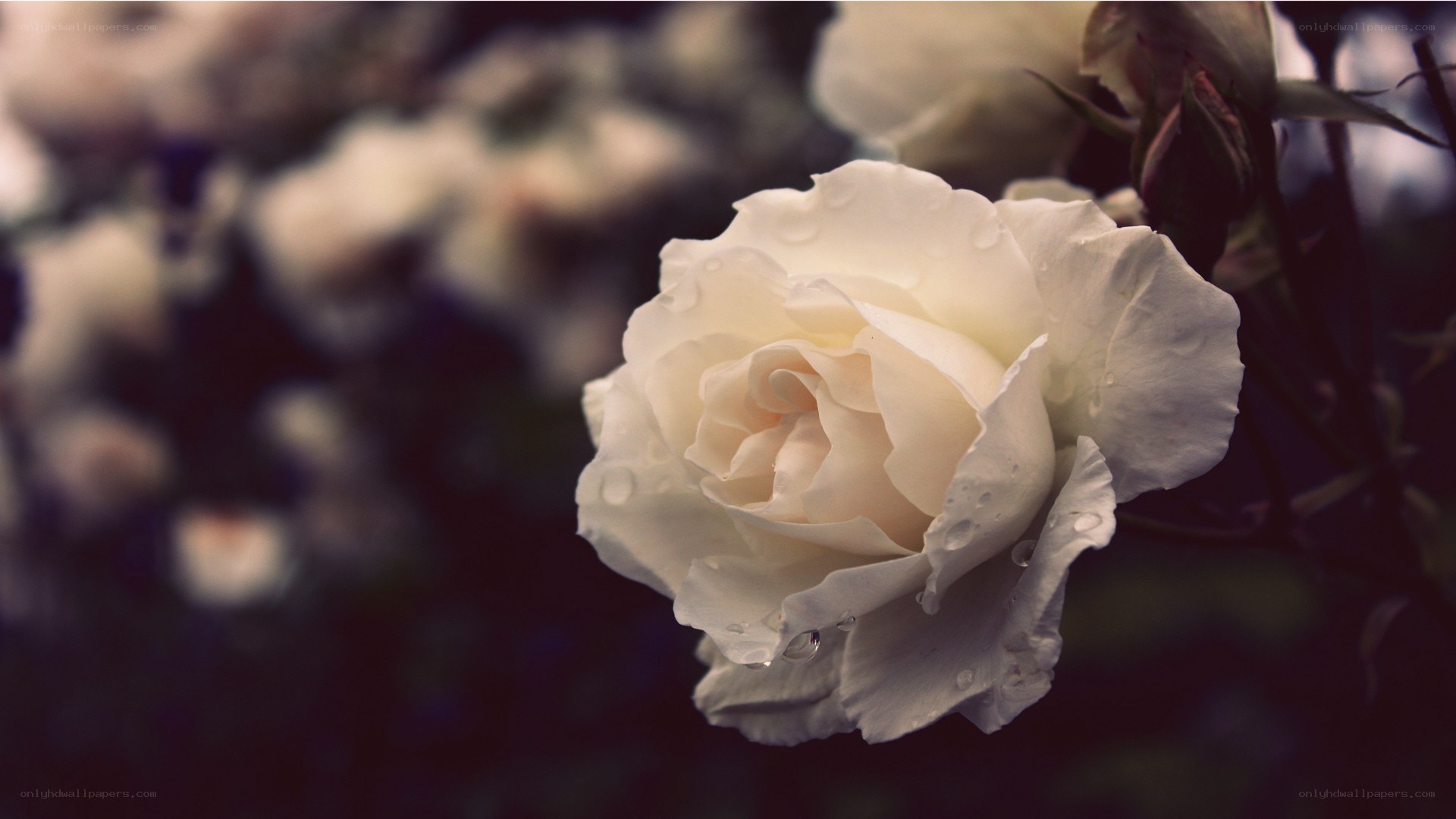 white rose with water droplets