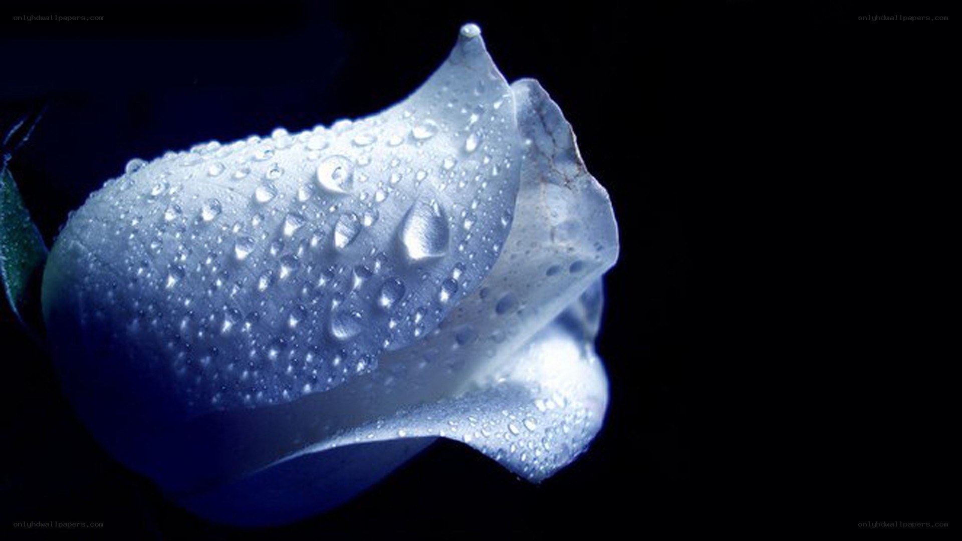 White rose with water droplets