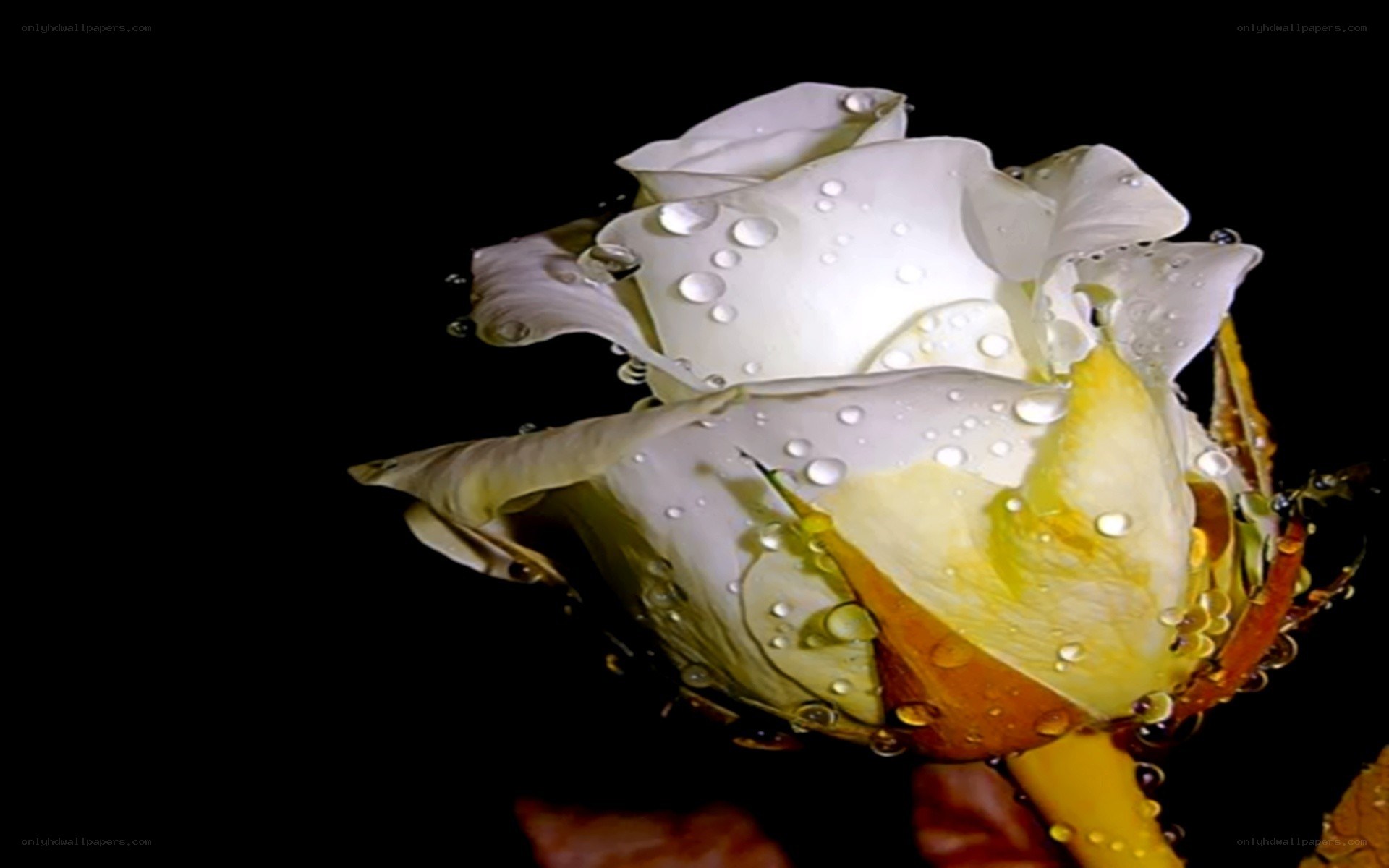white rose with water droplets
