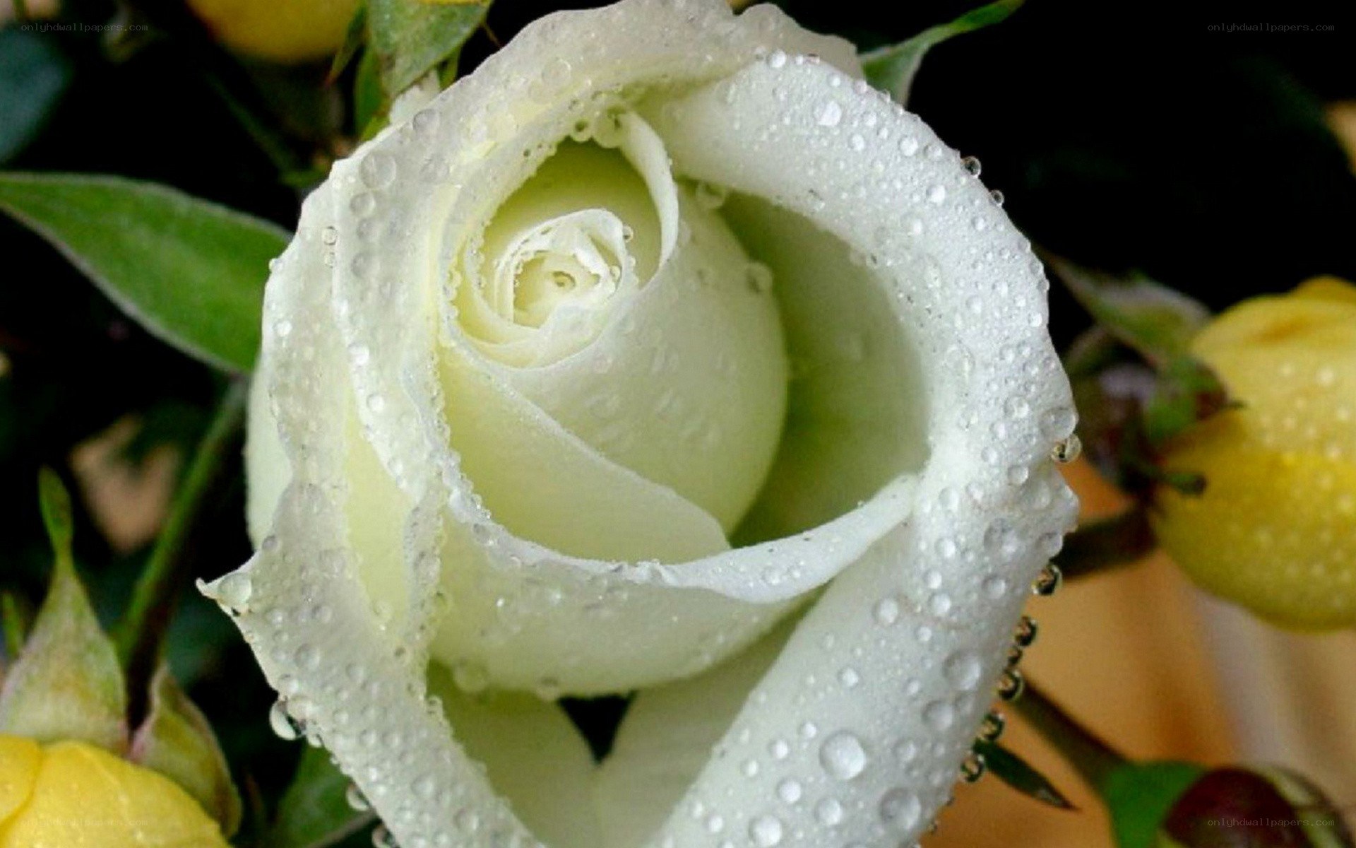 white rose with water droplets