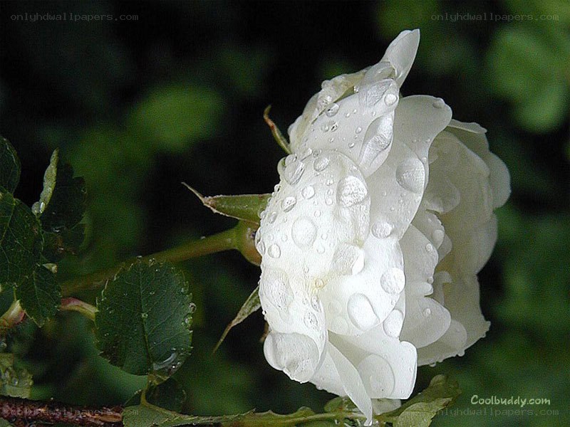 White rose with water droplets
