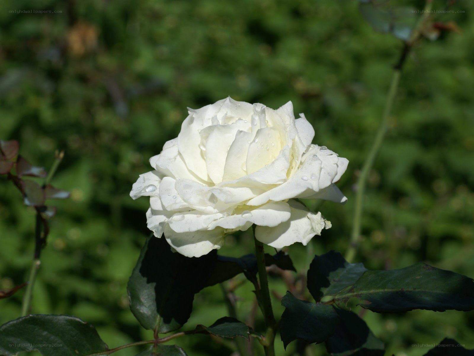 White rose with water droplets