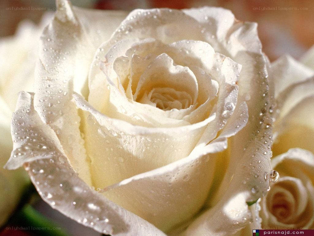 White rose with water droplets