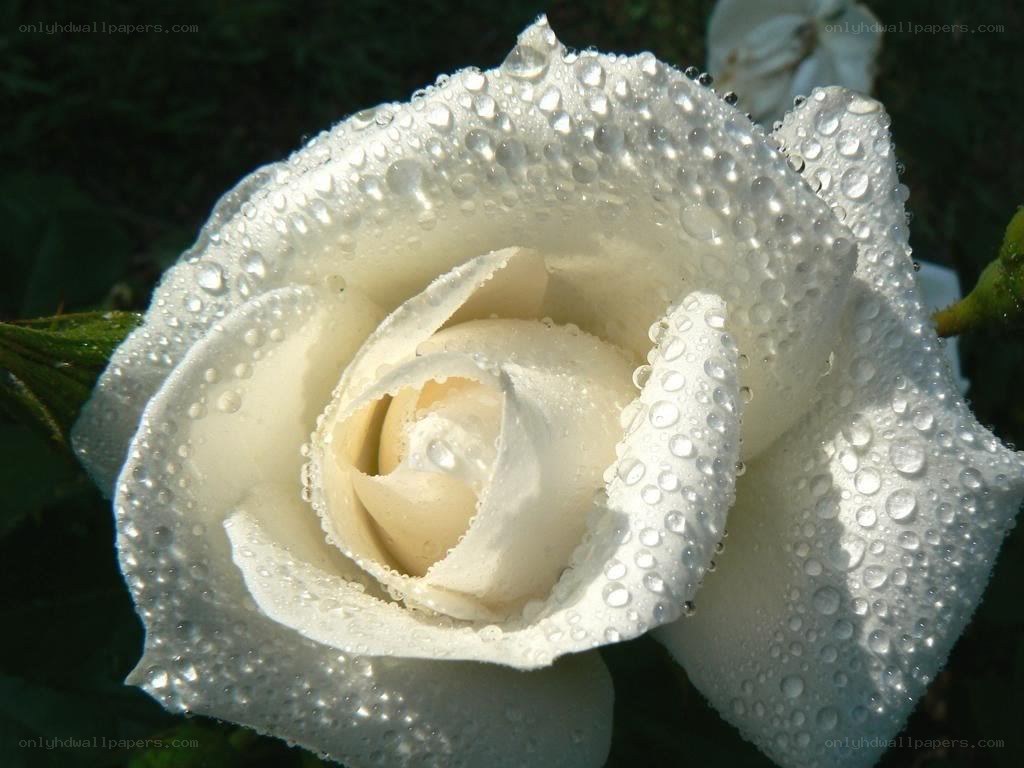 White rose with water droplets