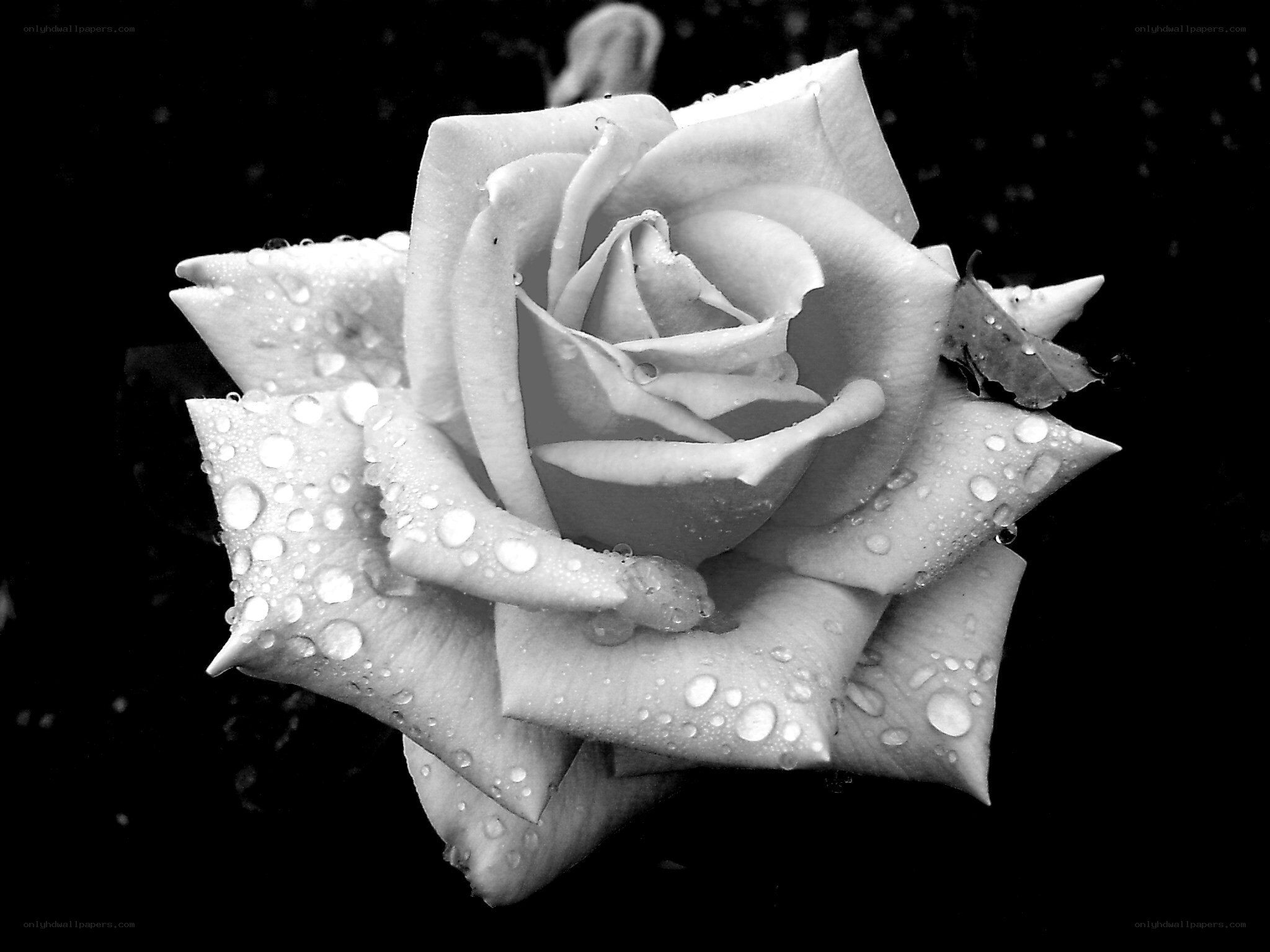 White rose with water droplets