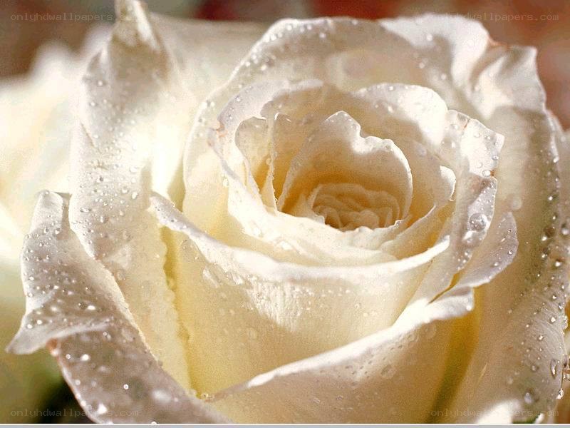 White rose with water droplets
