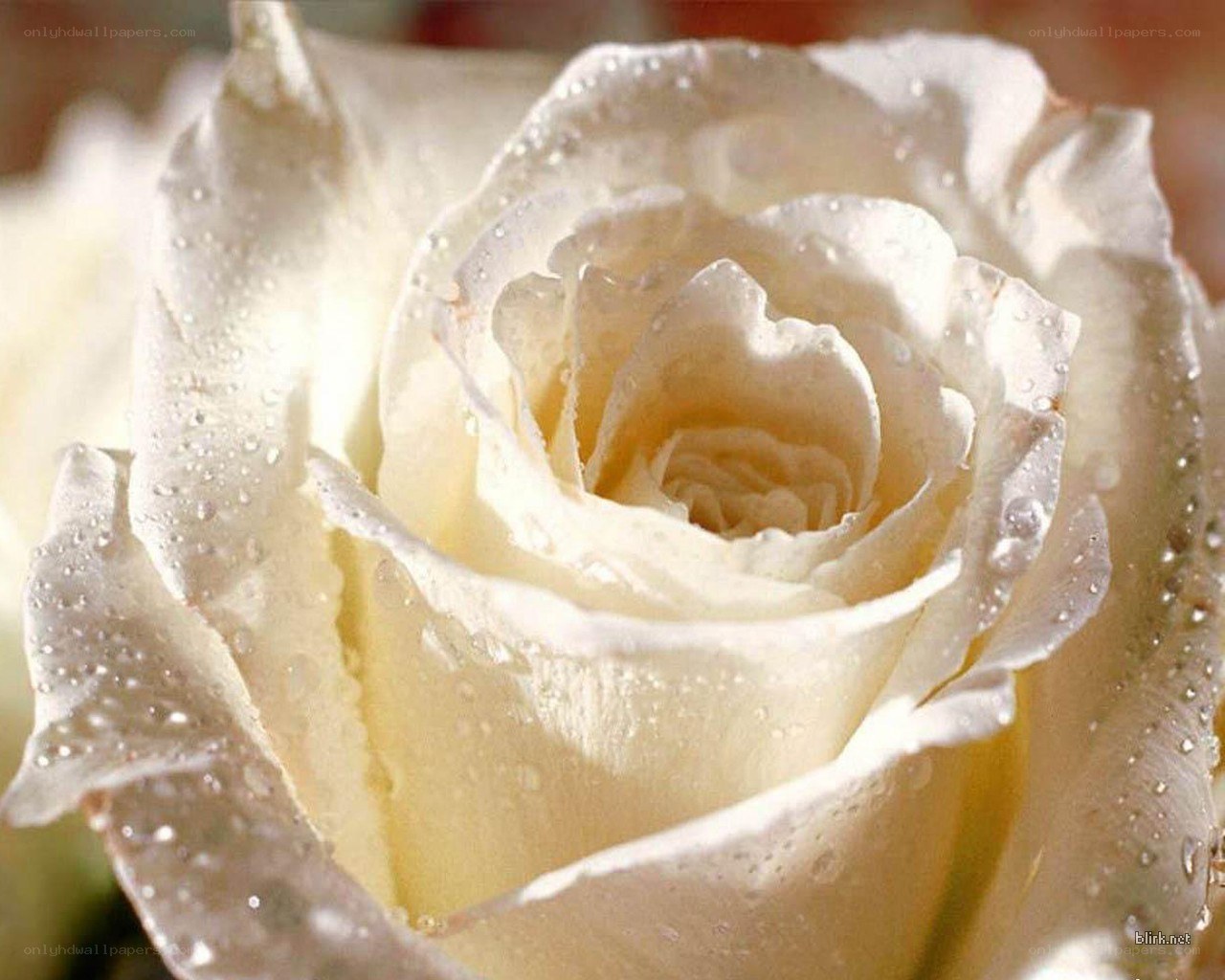 White rose with water droplets