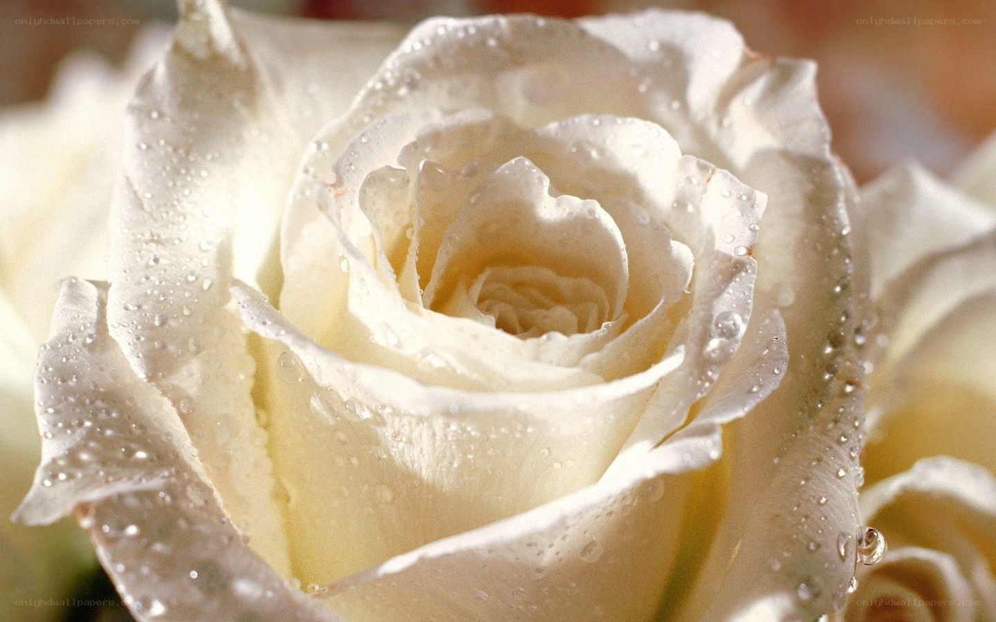 White rose with water droplets