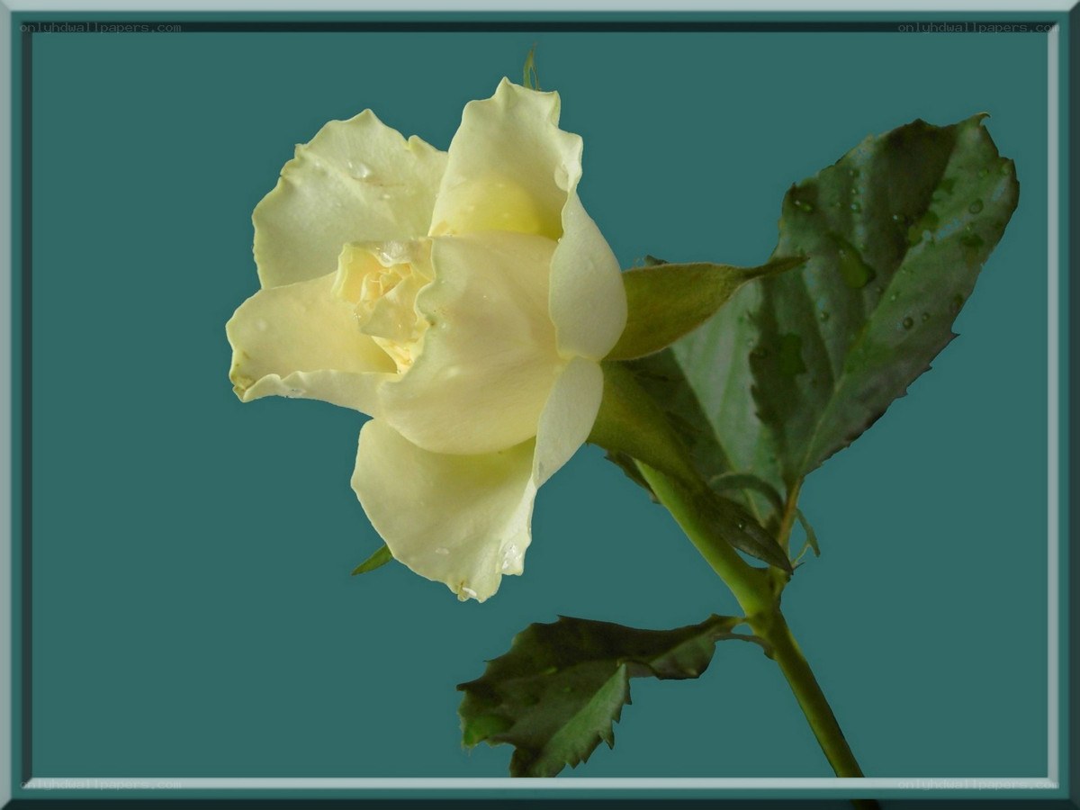 white rose with water droplets