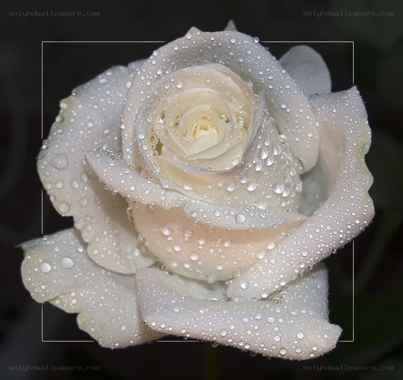 White rose with water droplets