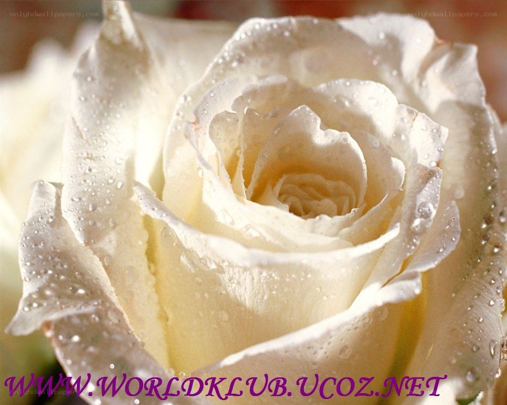 White rose with water droplets