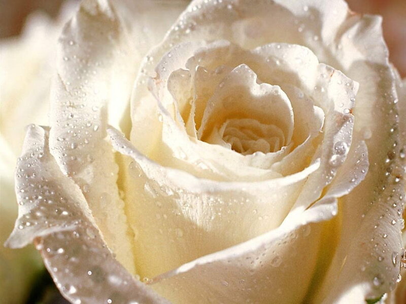 White rose with water droplets