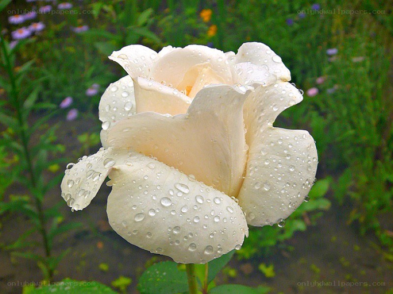 White rose with water droplets
