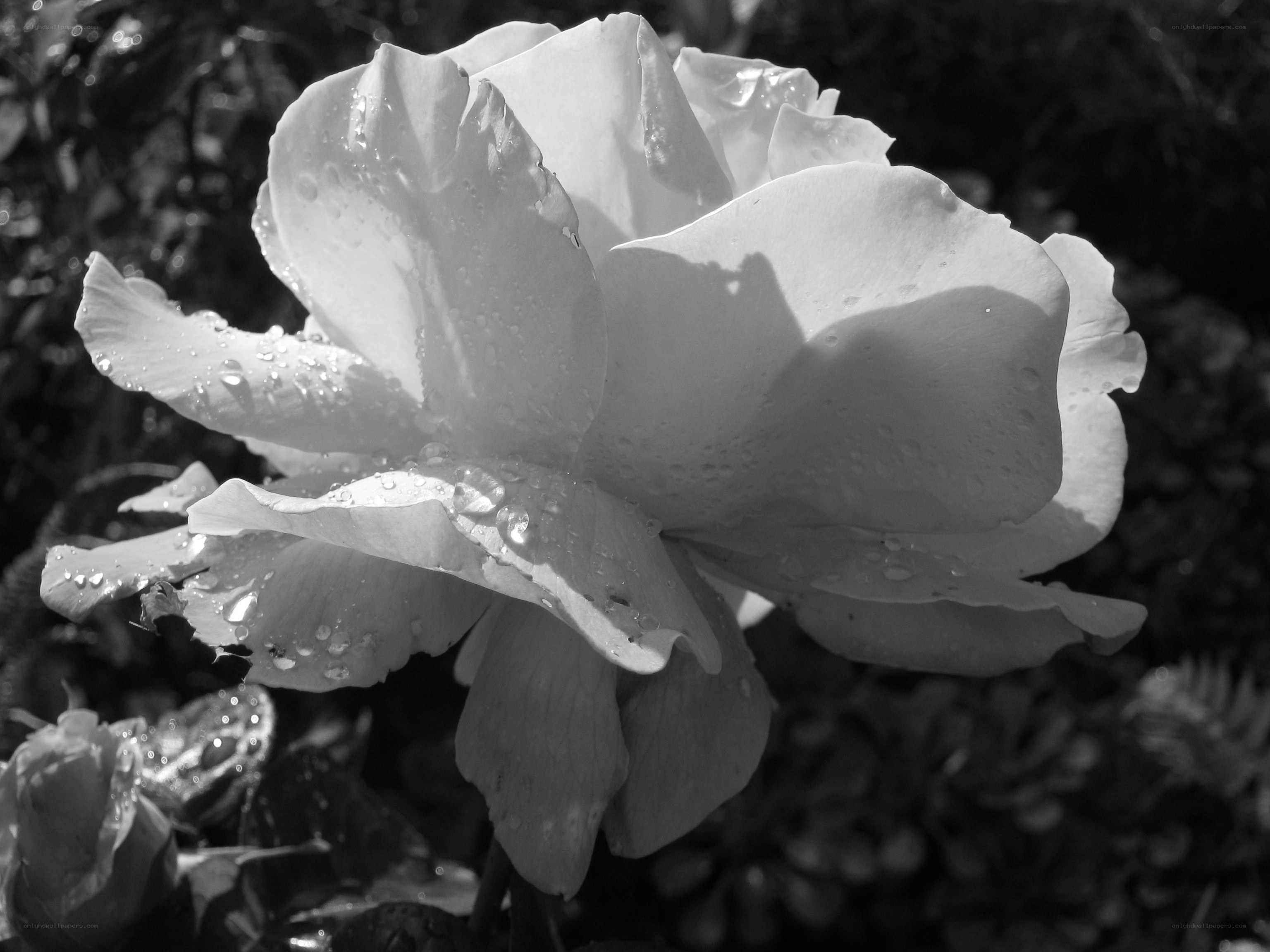 White rose with water droplets