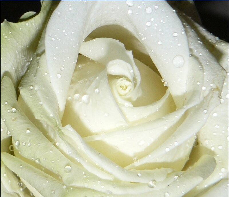 White rose with water droplets