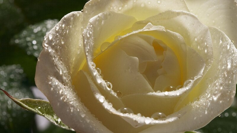 White rose with water droplets