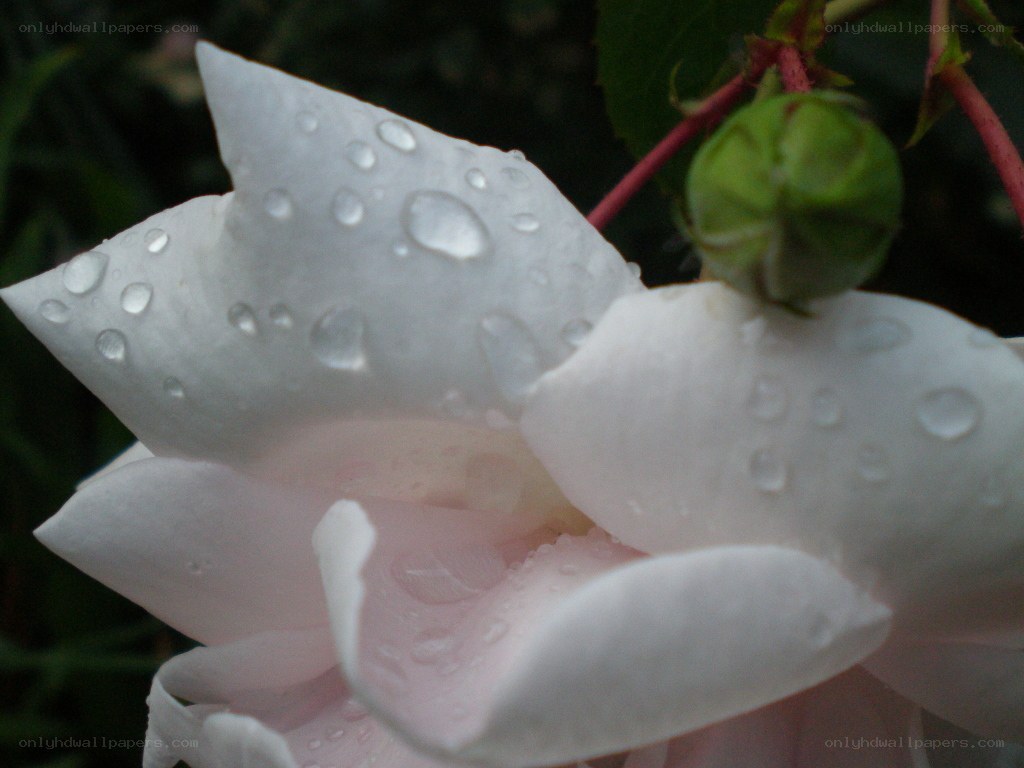 White rose with water droplets