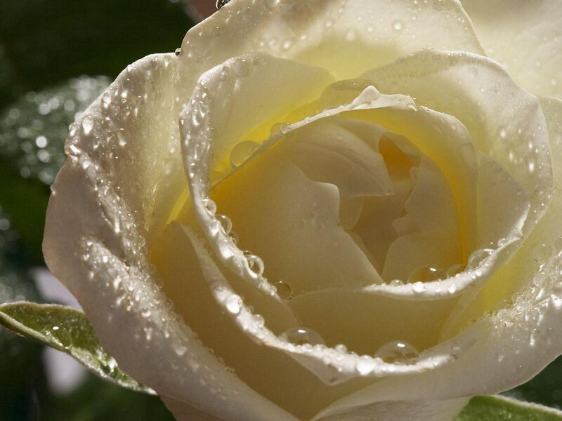 White rose with water droplets