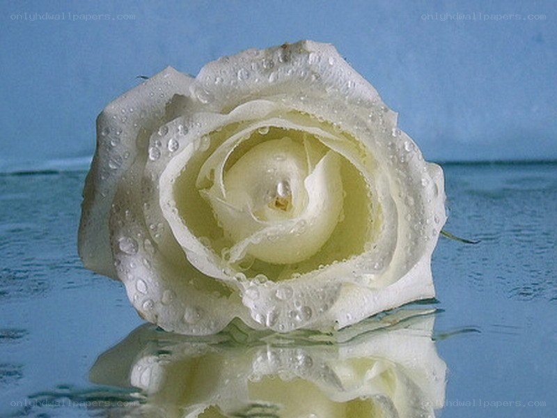 White rose with water droplets
