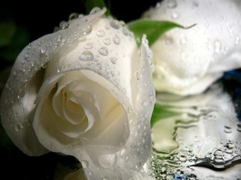 White rose with water droplets