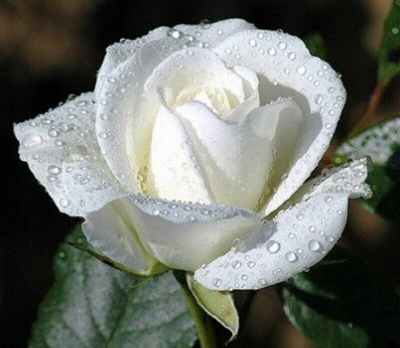 White rose with water droplets