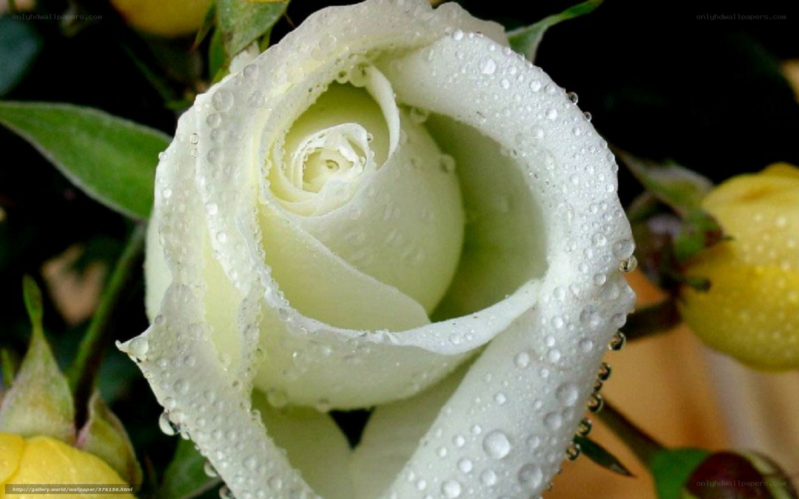 White rose with water droplets