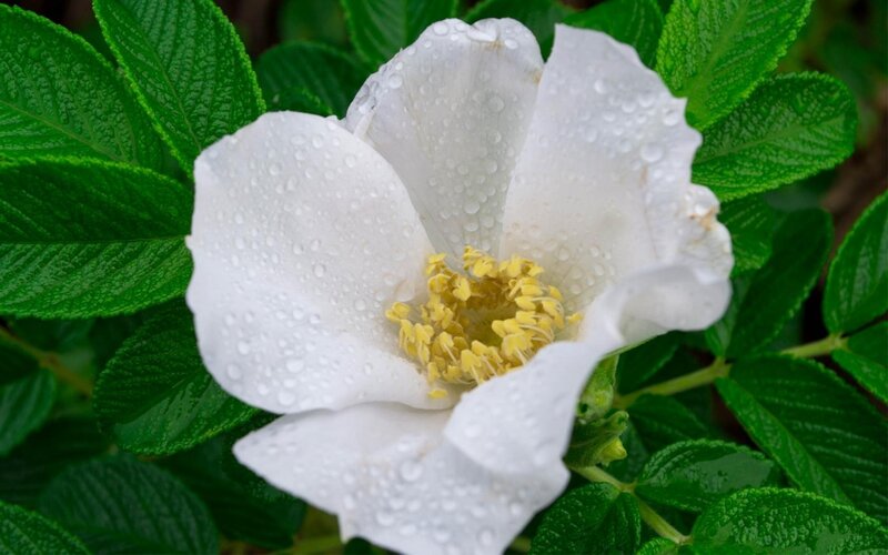 White rose with water droplets