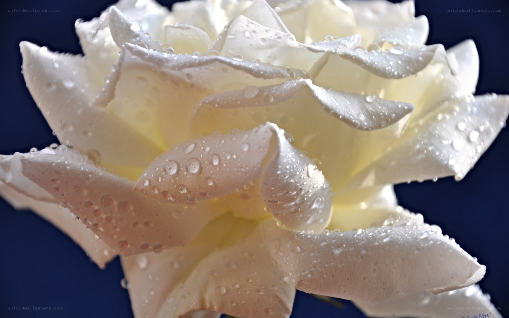 White rose with water droplets