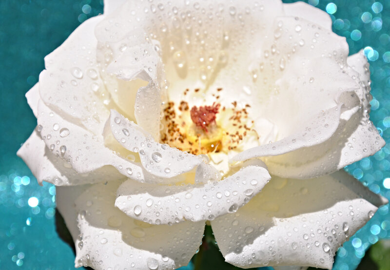 White rose with water droplets