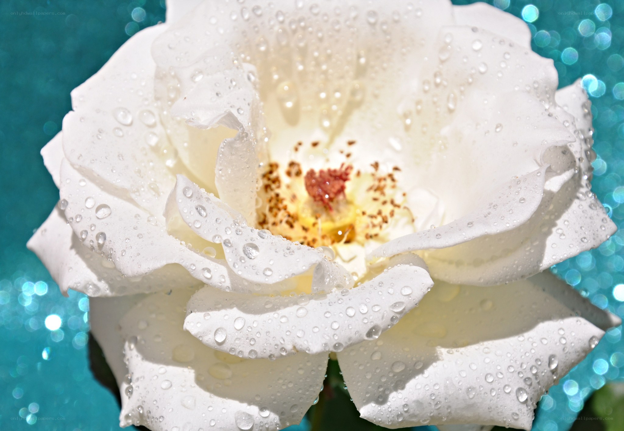 White rose with water droplets