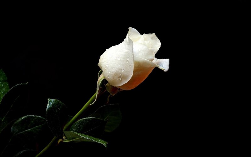White Rose with Water Droplets — Black, Dramatic, Photograph, Stem