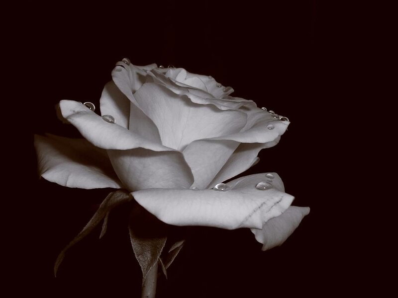 White Rose with Water Droplets — Black, Dramatic, Photograph