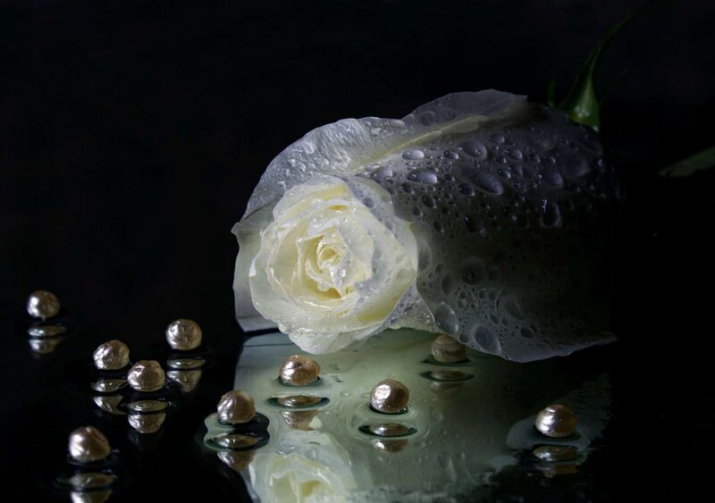 White Rose with Water Droplets — Black, Dramatic, Photograph, Water Droplets, Reflection