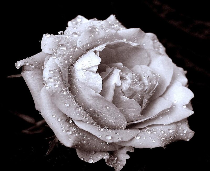 White Rose with Water Droplets — Black, Dramatic, Photograph, Water Droplets