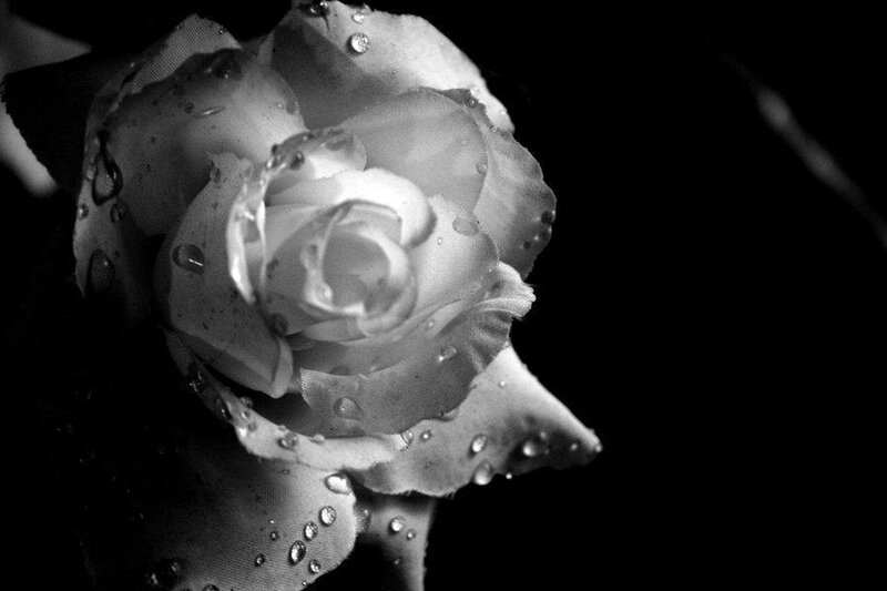 White Rose with Water Droplets — Black, Dramatic