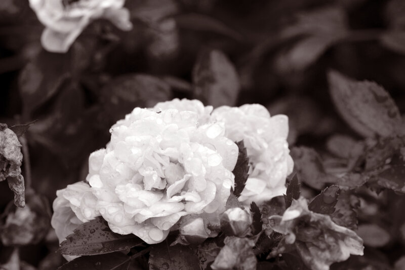 White Rose with Water Droplets — Black, Serene, Photograph, Leaves