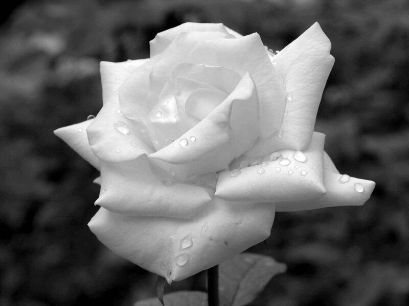 White Rose with Water Droplets — Black, Serene, Photograph, Water Droplets