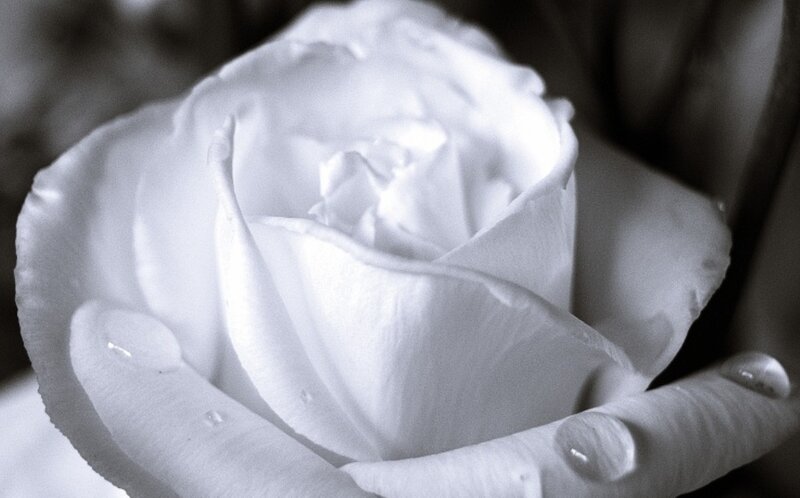 White Rose with Water Droplets — Black, Serene