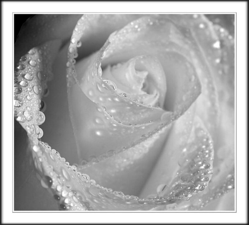 White Rose with Water Droplets — Black