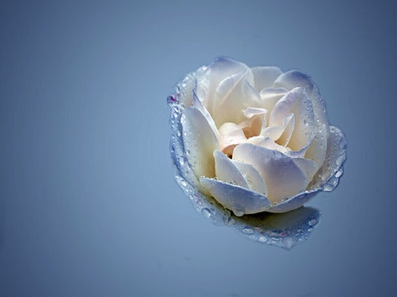 White Rose with Water Droplets — Blue, Serene