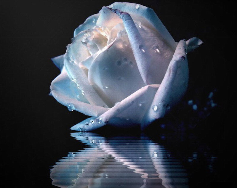 White Rose with Water Droplets — Blue