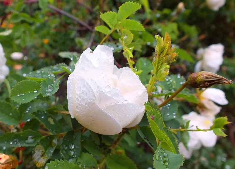 White Rose with Water Droplets — Calm, Morning