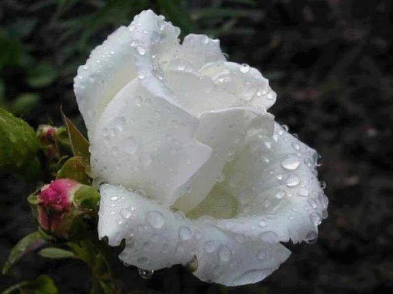 White Rose with Water Droplets — Calm, Photograph, Bud