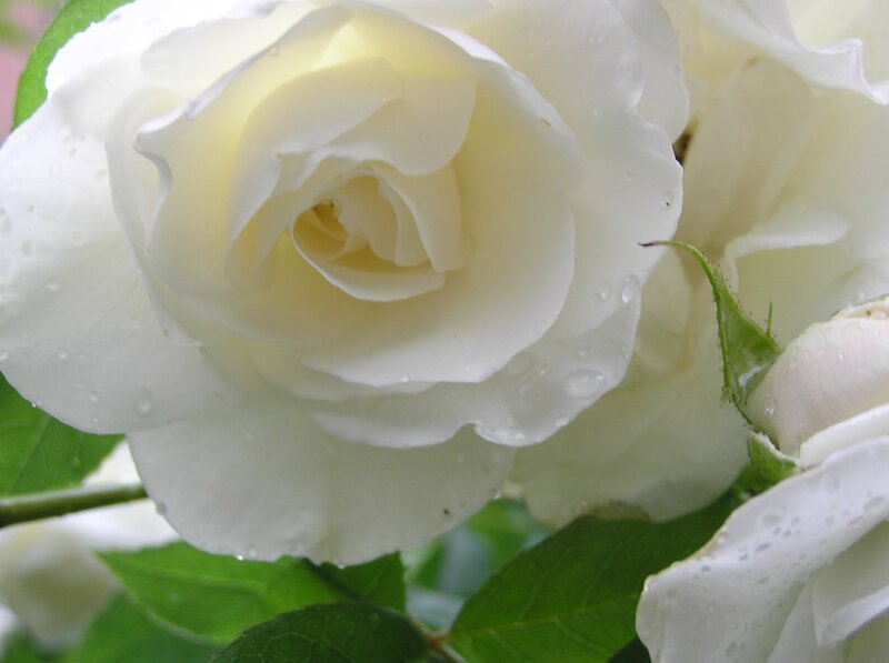 White Rose with Water Droplets — Calm, Photograph