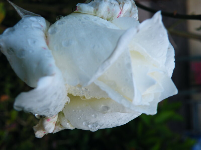 White Rose with Water Droplets — Calm, Photograph, Water Droplets