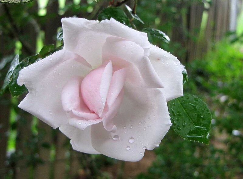 White Rose with Water Droplets — Calm