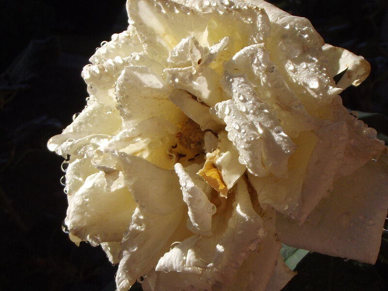 White Rose with Water Droplets — Dramatic, Afternoon