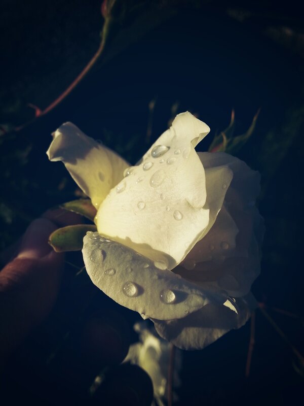 White Rose with Water Droplets — Dramatic, Night, Photograph, Hand